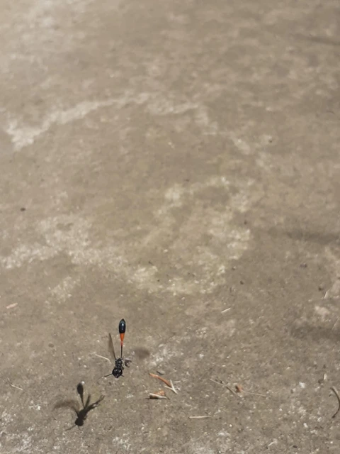 Ammophila sabulosa - homoki hernyóölődarázs