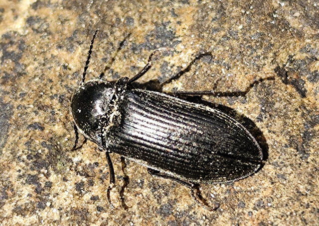 Selatosomus latus - széles pattanó