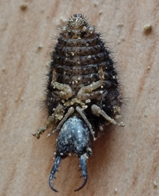 Distoleon tetragrammicus - négyfoltos hangyaleső