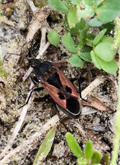 Rhyparochromus phoeniceus - gyepi díszesbodobács