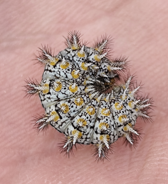 Melitaea trivia - kis tarkalepke