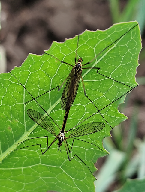 Nephrotoma