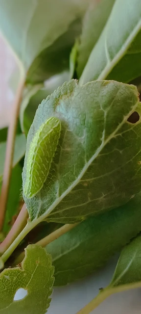 Thecla betulae - nyírfalepke
