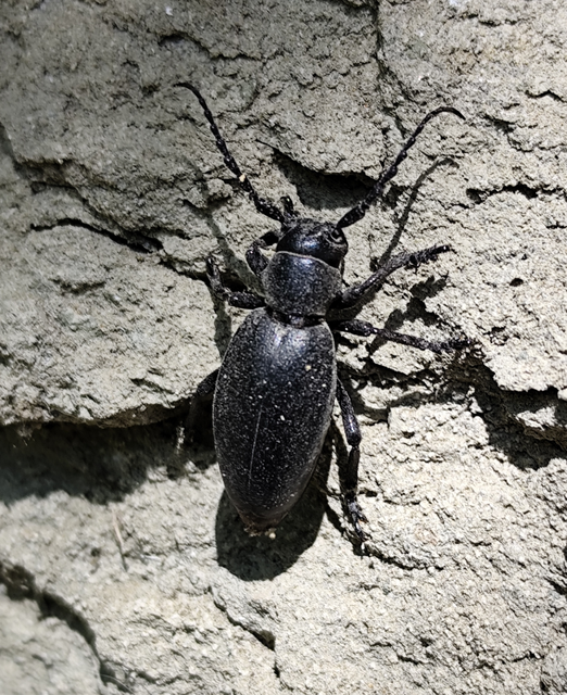 Dorcadion aethiops - fekete gyalogcincér