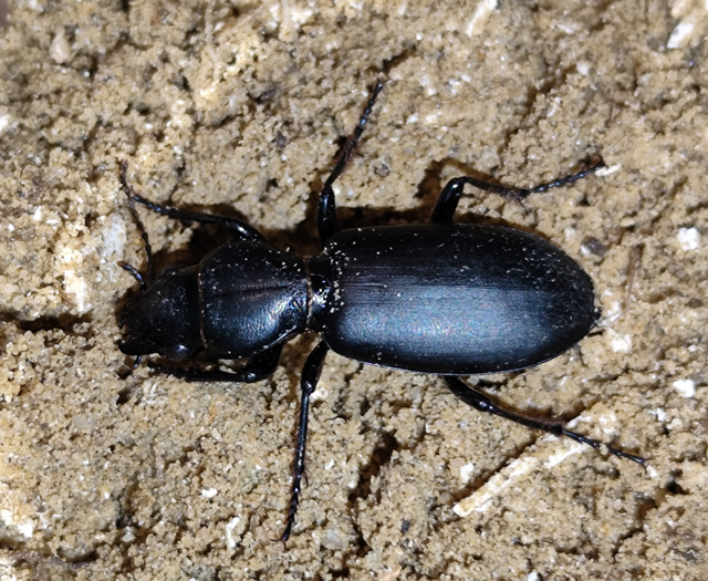 Broscus cephalotes - busafutó