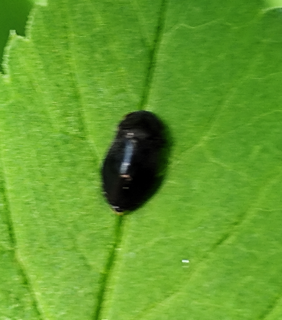 Penthimia nigra - fekete kabóca Penthimia nigra - fekete kabóca