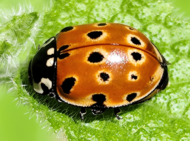 Anatis ocellata - szemfoltos katica