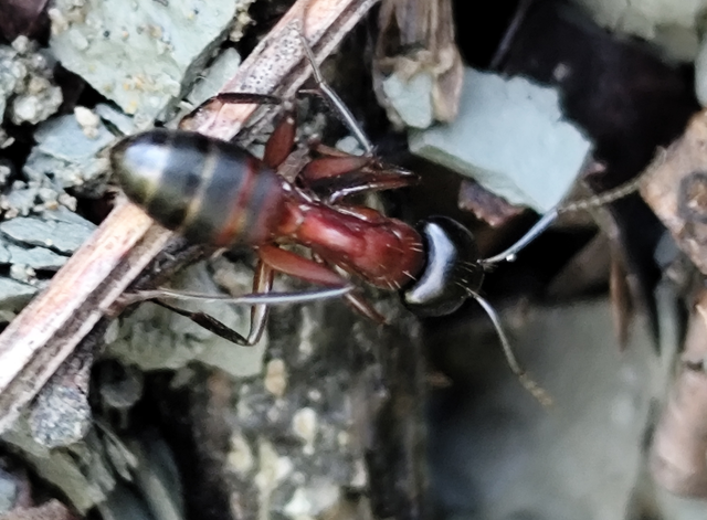 Camponotus ligniperda - faodvasító lóhangya