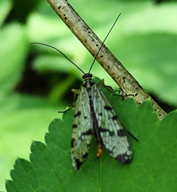 Panorpa hybrida