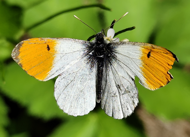 Anthocharis cardamines - hajnalpírlepke