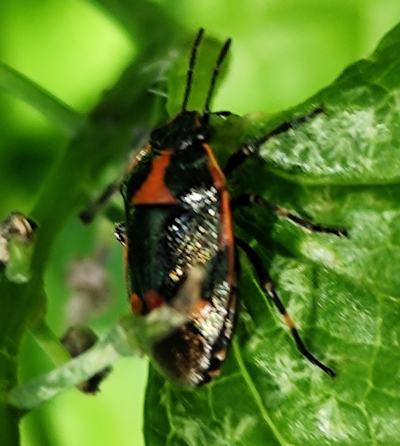 Eurydema oleracea - paréjpoloska Eurydema oleracea - paréjpoloska