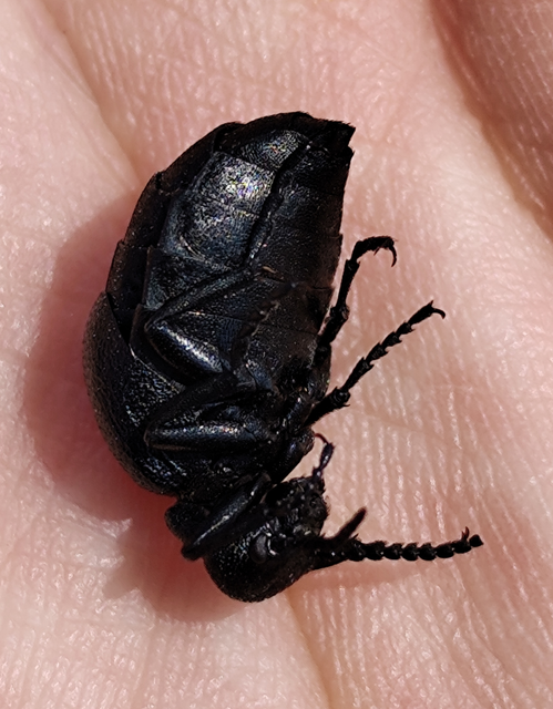 Meloe scabriusculus - érdes nünüke