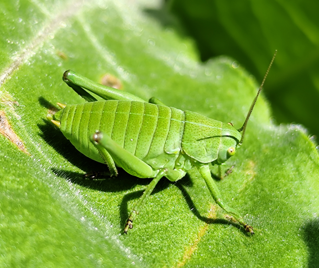 Polysarcus denticauda - fogasfarkú szöcske