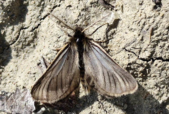 Pentophera morio - réti gyapjaslepke