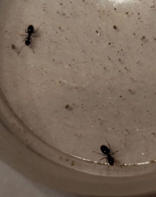Plagiolepis