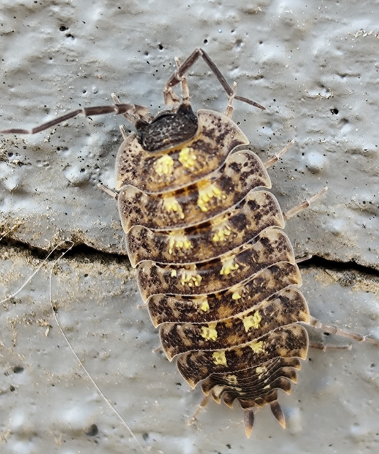 Porcellio spinicornis Porcellio spinicornis