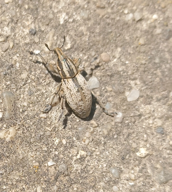Pseudocleonus cinereus - hamvas barkó