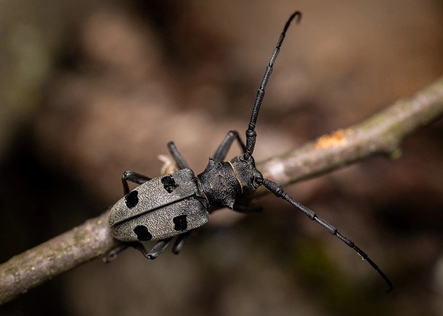 Morimus asper funereus - gyászcincér