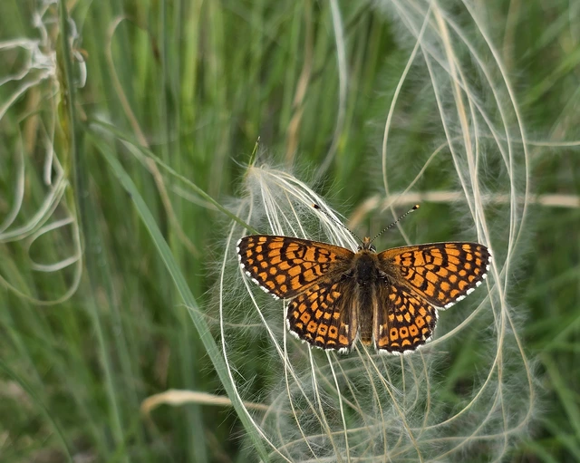 Melitaea cinxia - réti tarkalepke