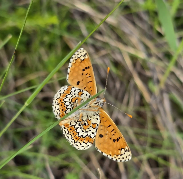 Melitaea cinxia - réti tarkalepke