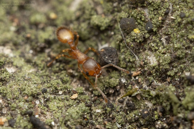 Temnothorax crassispinus - gubacslakó kéreghangya