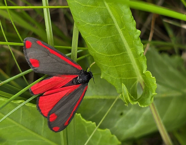 Tyria jacobaeae - jakabfű-medvelepke