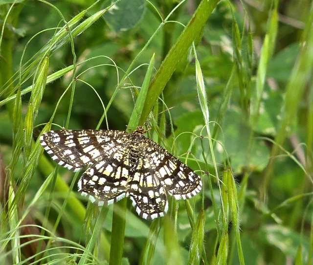 Chiasmia clathrata - rácsos rétiaraszoló