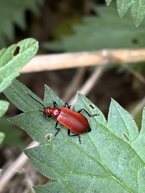 Pyrochroa serraticornis - közép-bíborbogár