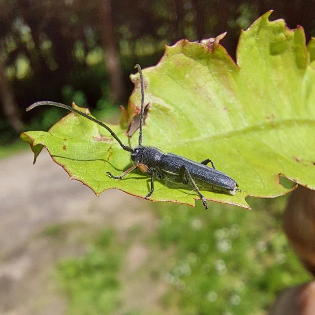 Phytoecia cylindrica - medvelapucincér