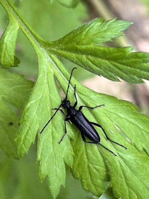 Leptura aethiops - szerecsencincér