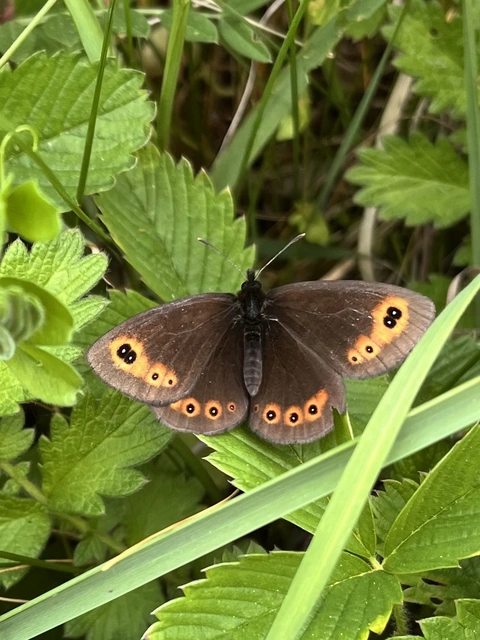 Erebia medusa - tavaszi szerecsenlepke