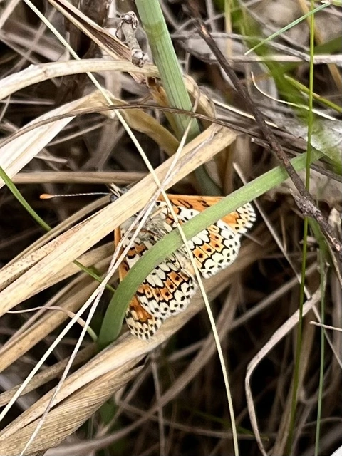Melitaea cinxia - réti tarkalepke