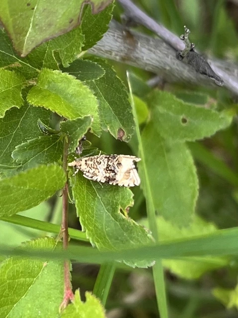 Celypha lacunana - vízparti tükrösmoly