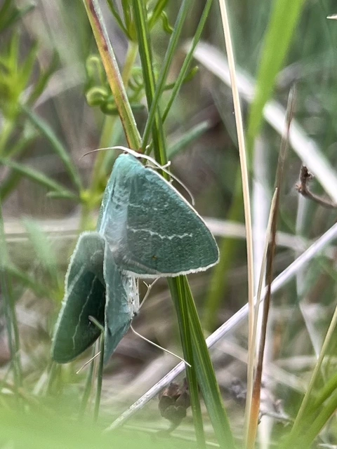 Chlorissa viridata - üdezöld araszoló