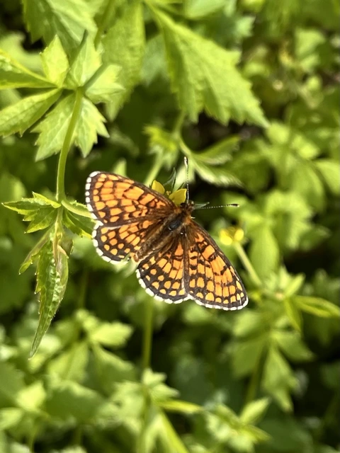 Melitaea athalia/aurelia/britomartis