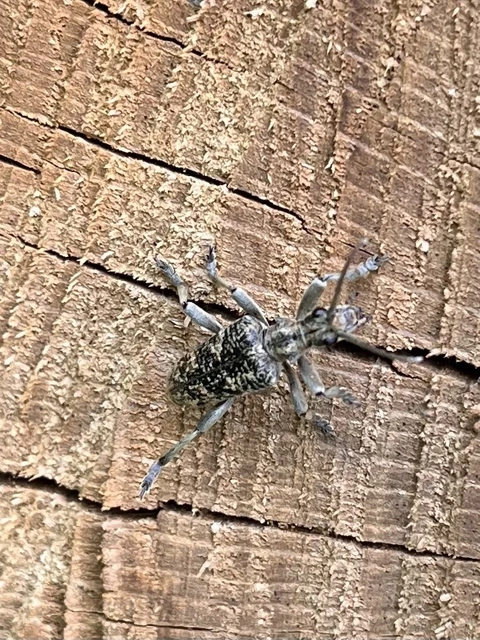 Rhagium sycophanta - tölgyes-tövisescincér