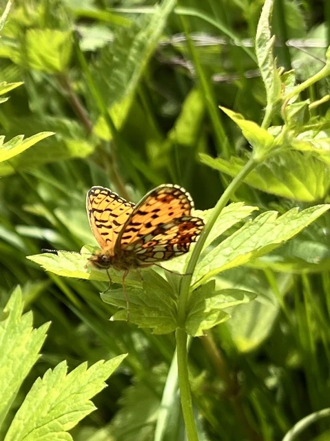 Boloria selene - fakó gyöngyházlepke