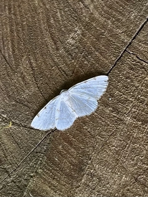 Lomographa bimaculata - kétpontos fehéraraszoló
