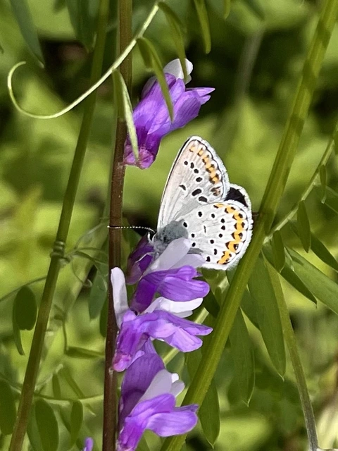 Plebejus idas - északi boglárka
