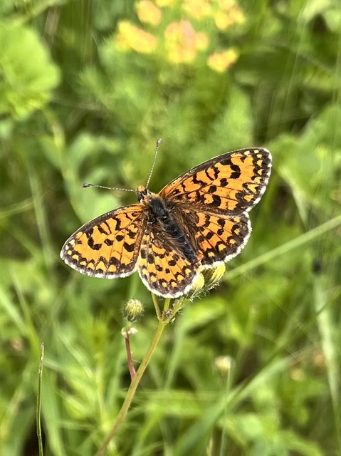 Melitaea trivia - kis tarkalepke