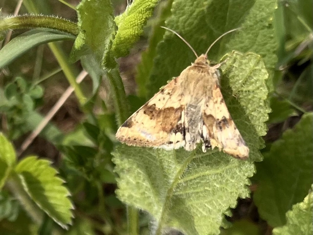 Heliothis viriplaca - mácsonyabagoly