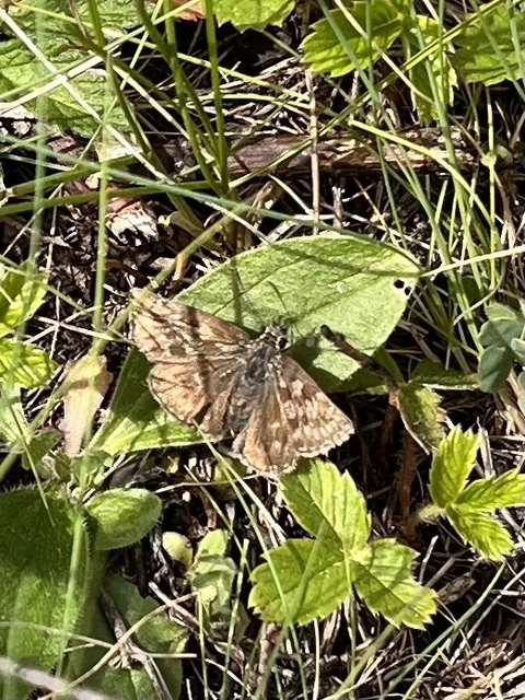Erynnis tages - cigánylepke