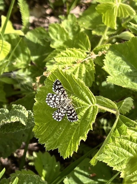 Chiasmia clathrata - rácsos rétiaraszoló