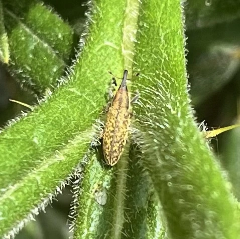 Lixus cardui/filiformis