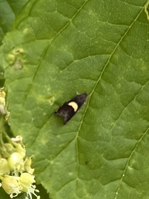 Dichrorampha