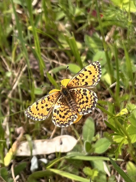 Melitaea trivia - kis tarkalepke