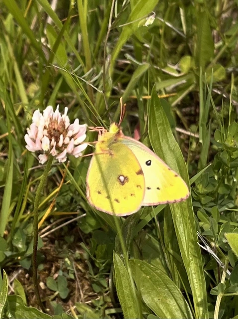 Colias hyale - kéneslepke