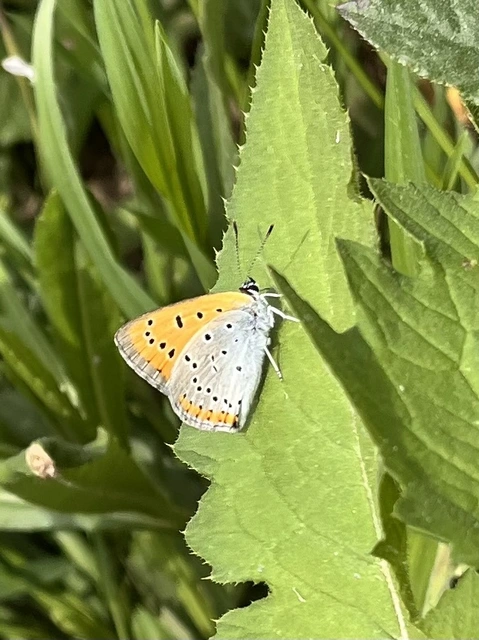 Lycaena dispar rutilus - nagy tűzlepke