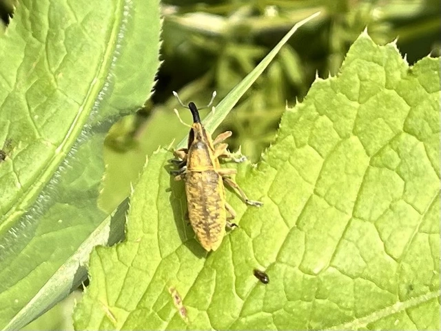 Lixus cardui/filiformis