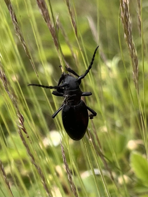 Dorcadion aethiops - fekete gyalogcincér